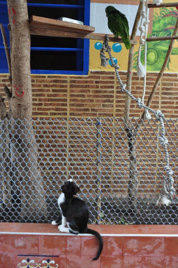 O gatinho sempre de olho no papagaio, no Hostal Mamallena, em Cartagena, na Colômbia